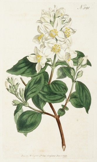 Philadelphus coronarius. Common Philadelphus, or Mock-orange - Acquisitions - Prints, Photographs, Books Mock Orange, Antique Botanical Print, Architecture Tattoo, Vintage Botanical Prints, Passion Flower, Botanical Drawings, Vintage Botanical, Botanical Flowers, Antique Prints