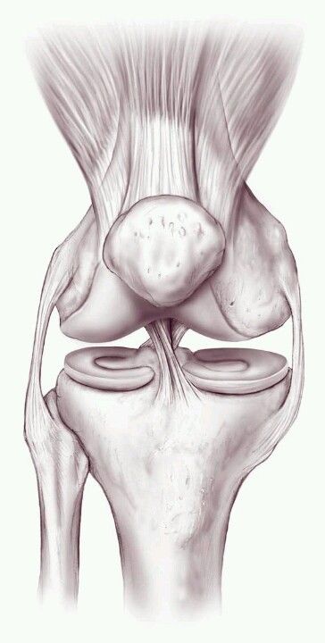 Knee Rehab Exercises, Knee Anatomy, Anatomy Pictures, Knee Rehab, Joints Anatomy, Leg Anatomy, Rehab Exercises, Knee Problem, Muscle Anatomy