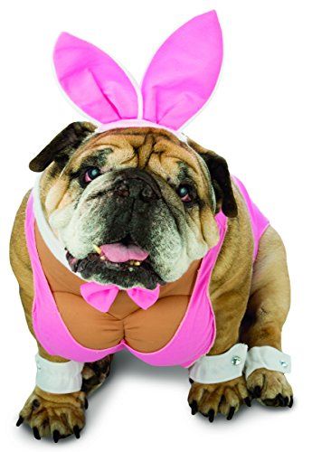 Best Dog Halloween Costumes, Bunny Pet, Dog Costumes Funny, Hunny Bunny, Pet Halloween Costumes, Bunny Costume, Dog Halloween Costumes, Pet Day, Halloween Animals