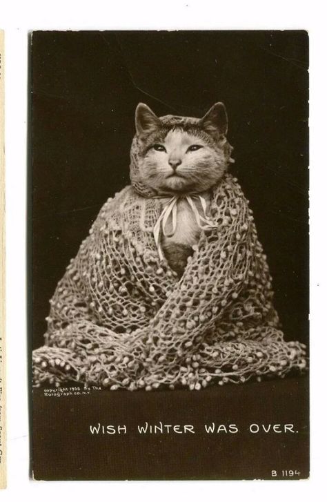 Vintage Foto's, Old Cats, Cat Photography, Vintage Cat, Cats Meow, Animal Photo, Crazy Cat Lady, Beautiful Cats, 귀여운 동물