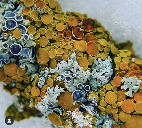 Moss Under Microscope, Lichen Art, Mushrooms Nature, Mold Spores, Lichen Moss, Growth And Decay, Mushroom Fungi, Natural Forms, Patterns In Nature