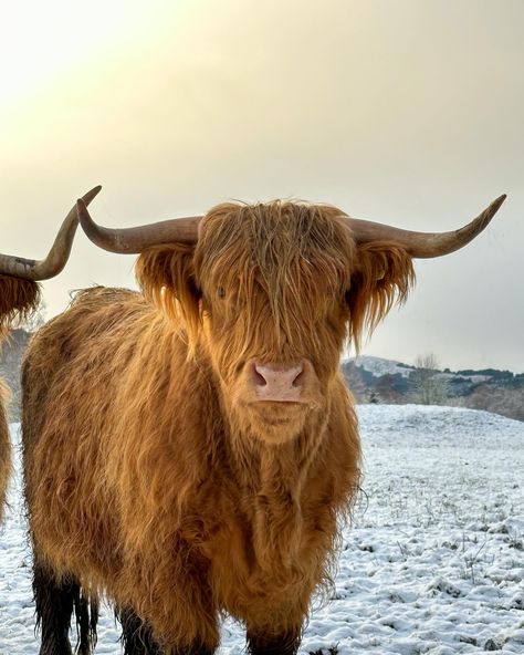 People Of Scotland, Scottish Winter Aesthetic, Scottish Woman Aesthetic, Isle Of Skye Winter, Scotland Winter Aesthetic, Unicorn Scotland, Scotland Nails, Scottish Highlands Winter, Scotland November