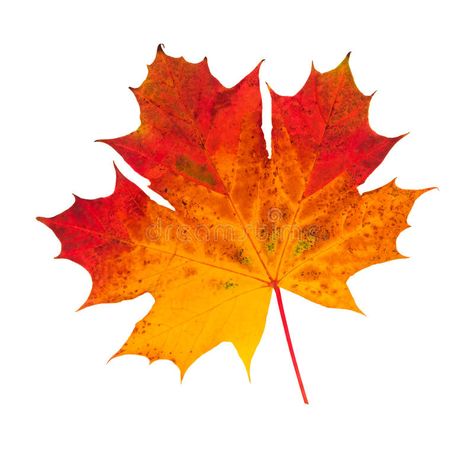 Autumn Leaf. A maple Leaf in autumn , #Affiliate, #Leaf, #Autumn, #autumn, #maple #ad Wood Burning Patterns Stencil, Summer Leaves, Leaf Projects, Autumn Leaves Art, Oil Pastels Painting, Bedroom Decor For Teen Girls, Leaf Drawing, Autumn Leaf, Watercolor Trees