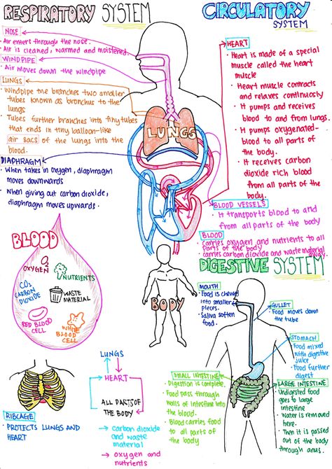 You can access this at  https://cherhazel.wordpress.com/2016/08/14/blog-post-title/ Respritory System Diagram, Memes Nursing, Nursing Pictures, Funny Nursing, Nurse Study Notes, Basic Anatomy And Physiology, Medical Student Study, Nursing School Survival, Nursing School Studying