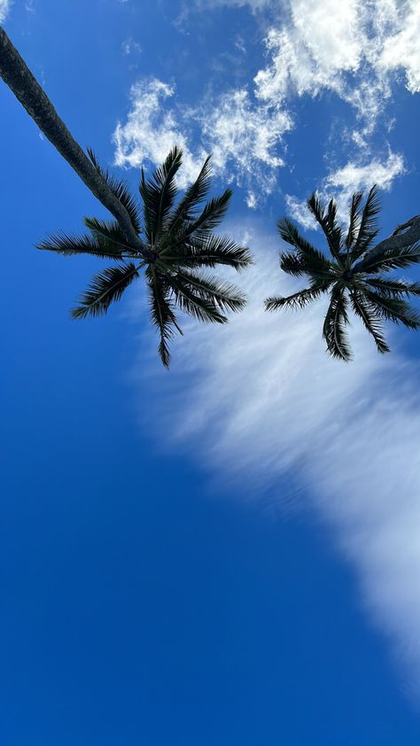 blue skies + palm trees Nature, Palm Trees Blue Sky, Blue Skies Aesthetic, Miami Palm Trees, Palm Trees Aesthetic, Palm Tree Aesthetic, Grand Canaria, Blue Sky Aesthetic, Palm Tree Wallpaper