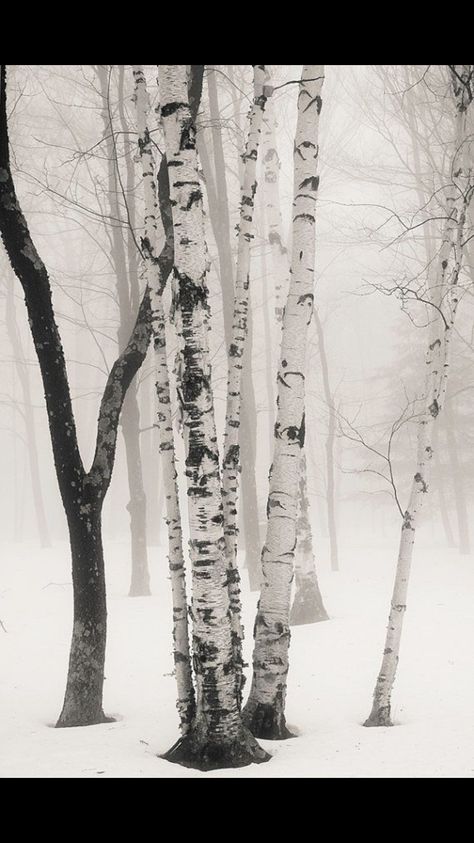 Aspen Trees Photography, 자작나무 그림, Boom Kunst, Photos Winter, Grade 12, Black And White Photograph, Aspen Trees, Tree Photography, Birch Trees