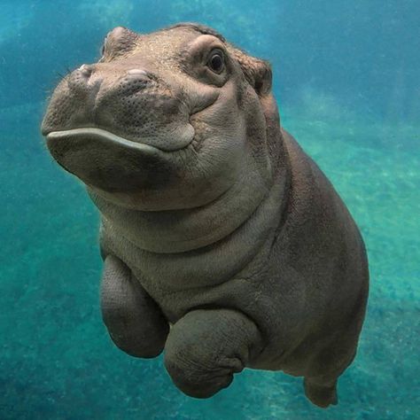 Baby Hippopotamus, Baby Zoo, Famous Babies, Cute Hippo, Zoo Babies, Animal Babies, Rhinos, Animal References, Silly Animals