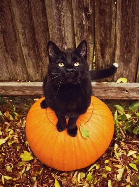 Is It Halloween Yet, Chat Halloween, A Black Cat, Cat Pumpkin, Samhain, Cats Meow, Hallows Eve, Halloween Cat, Crazy Cat Lady