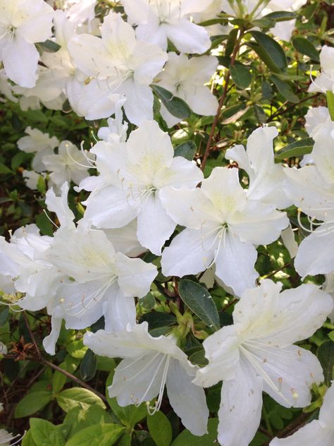 Snowflake Azalea Coquette White, White Azalea, Zurich, In The Garden, Spring Flowers, The Garden, Birds, Moon, Pure Products