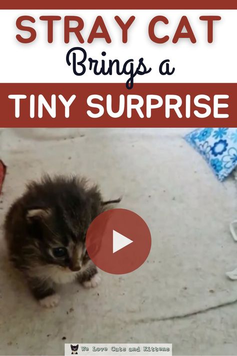 Kittens Meowing, Cute Kitten Videos, Cute Kittens Videos, New Kitten, Adorable Kittens, Kitten Videos, Introducing Kitten To Dog, Bringing Home A New Kitten, Baby Kitten Videos