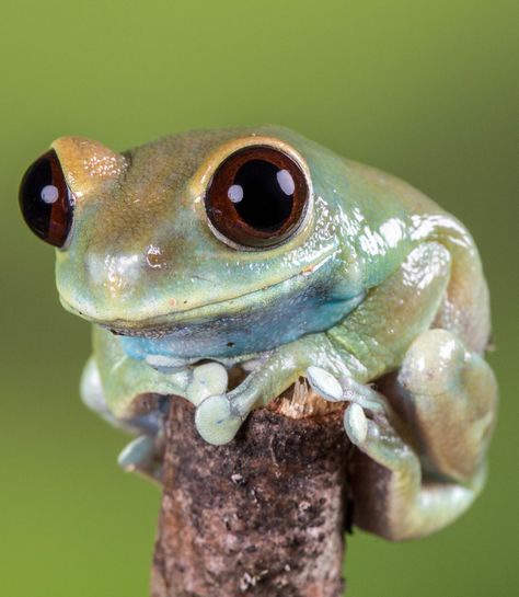 Cute Frog Photography, Nature Art Reference Photos, Frog Reference Photo, Pfp Frog, Frog Reference, Frog Art Aesthetic, Frog Pose Yoga, Frog Photography, Frog Images