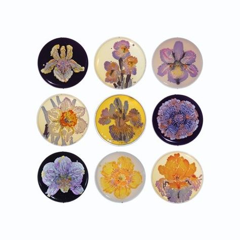 What is Bioart (agar art)? – Amino Labs Agar Art, Microorganisms Art, Bacteria Art, Synthetic Biology Art, Agar Art Microbiology, Bacteria Petri Dish, Bacteria In Petri Dish, Microbiology Lab, Biology Art