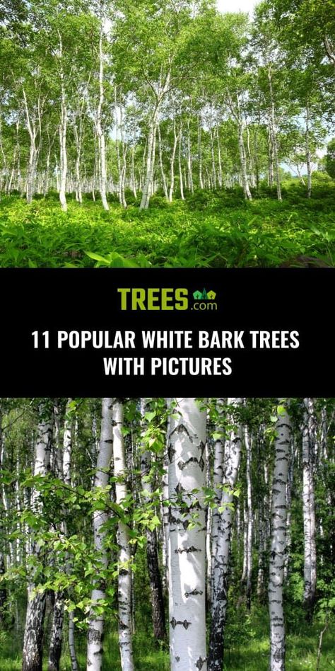 Trees With White Bark, White Bark Trees, Fakemon Ideas, Growing Trees, Ornamental Trees, Tall Trees, Sun And Water, Evergreen Trees, White Tree