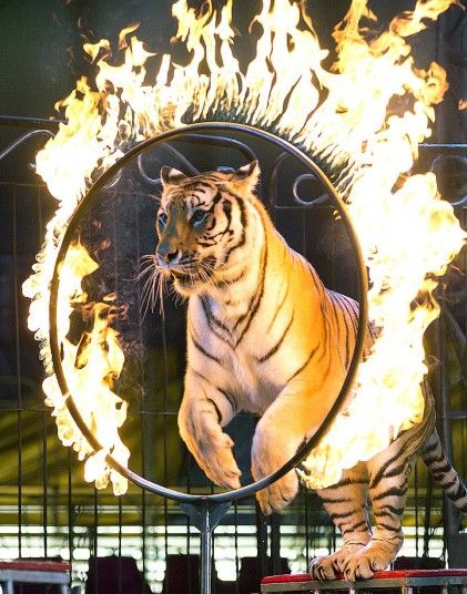 A tiger jumps through a ring of fire during a performance of the Fuentes Gasca Brothers Circus in Mexico City on June 24 2014. Apart from frequent training sessions, the tigers only leave their cages for daily performances. Mexico City and six of Mexico's 32 states have now banned circus animals. Elephant Shrew, Circus Aesthetic, Circus Train, Dark Circus, Bucking Bronco, Circus Poster, Circus Performers, Night Circus, Ring Of Fire