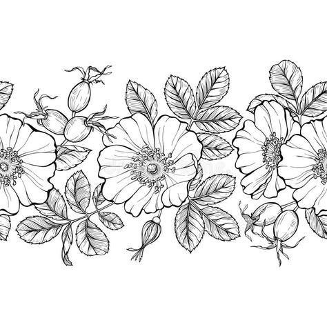 Floral seamless border, line art drawing. Wild rose flowers and berries design template. Rose hip vector illustration vector illustration Rose Hip Illustration, Bed Of Flowers Drawing, Prairie Rose Drawing, Rose Hip Drawing, Prairie Rose Tattoo, Wild Roses Tattoo, Floral Border Design Drawing, Wild Rose Drawing, Hat Beading