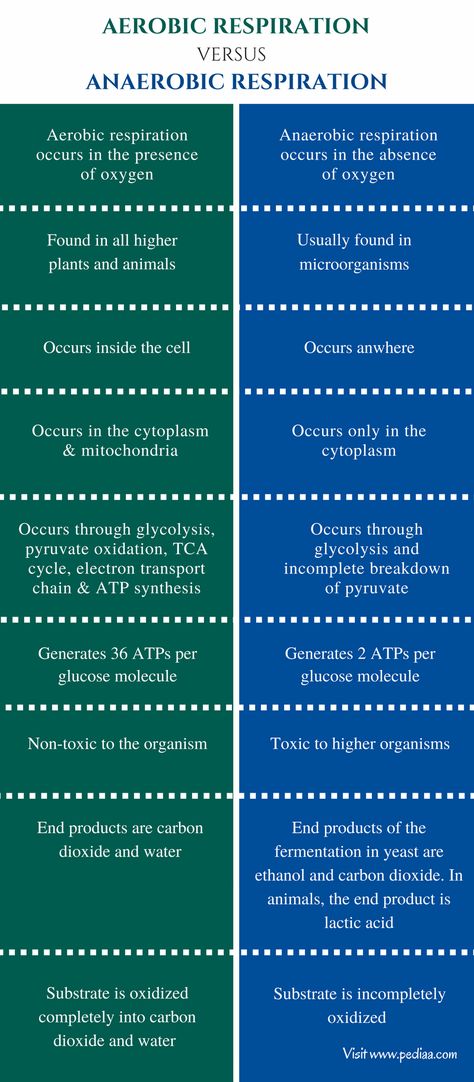 Aerobic And Anaerobic Respiration, Aerobic Respiration, Anaerobic Respiration, Oxidative Phosphorylation, Citric Acid Cycle, Biology Worksheet, Study Biology, Cellular Respiration, Basic Anatomy And Physiology