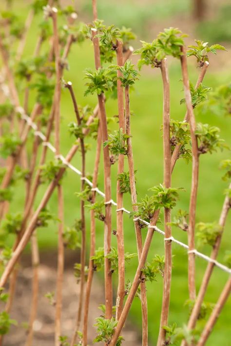 How to prune raspberry bushes | Homes & Gardens Berry Garden Layout Design, Prune Raspberry Bushes, Rasberry Bushes, Pruning Raspberries, Raspberry Trellis, Raspberry Bushes, Raspberry Canes, Raspberry Bush, Growing Raspberries