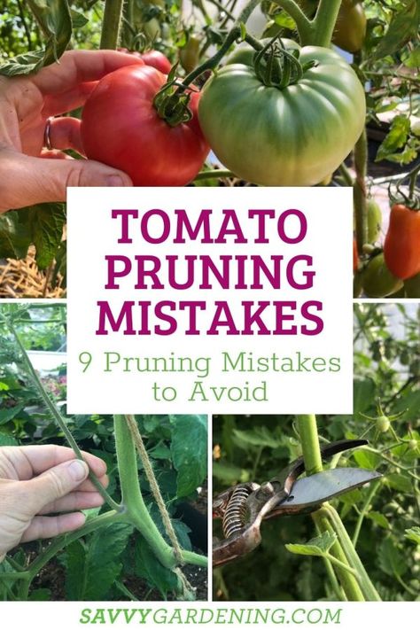 Trimming Tomato Plants, Blueberry Fertilizer, Tomato Suckers, When To Prune Hydrangeas, Pruning Tomato Plants, Tomato Pruning, Plant Training, Determinate Tomatoes, Growing Tomato Plants