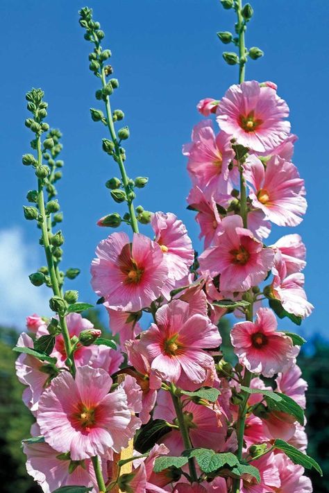 old-fashioned flowers - hollyhocks Hollyhocks Flowers Drawing, Old Fashioned Flowers, Hollyhock Tattoo, Old Fashioned Garden, Australian Cottage, Hollyhock Flowers, Cherokee Symbols, Garden Core, Portulaca Flowers