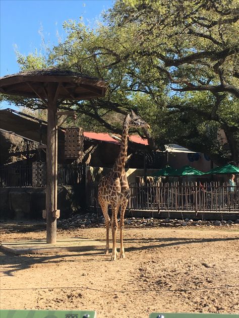 Houston Zoo, Houston, Planets, Animals, Travel, Quick Saves