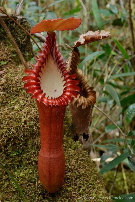 Carnivorous Plants Care, Carnivorous Pitcher Plant, Mount Kinabalu, Pitcher Plants, Rainforest Plants, Slime Mould, Venus Fly Trap, Pitcher Plant, Plant Vase