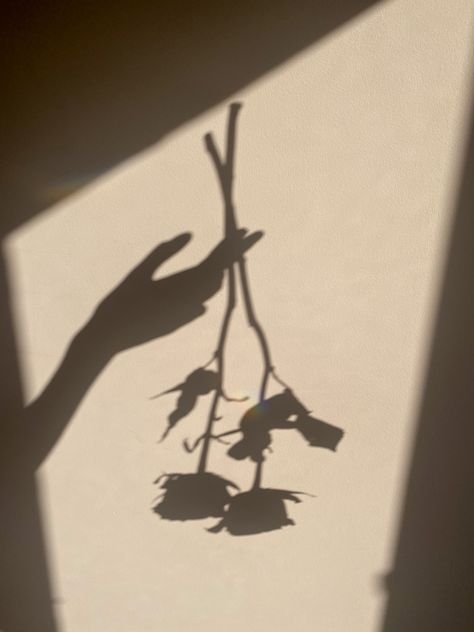 Shadow Photos Aesthetic, Shadow Pics, Bayangan Aesthetic, Shadow Aesthetic Wallpaper, Harmony Photography, Shadows Aesthetic, Flower Shadow, Shadow Aesthetic, Rose Shadow Aesthetic