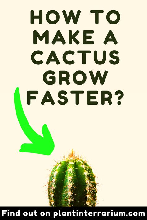 Cactus Growing Tips, Cactus Planter Ideas Indoor, Cactus Care Indoor, How To Plant Cactus, Cactus Planter Ideas, Cactus Plants Outdoor, Cactus Garden Outdoor, Propagate Cactus, Cactus Garden Ideas