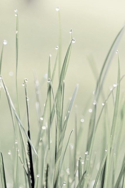 Wow Photo, Drops Of Water, Water Droplets, Mellow Yellow, Green Aesthetic, Art Journals, Pale Green, Sea Foam, Organic Gardening