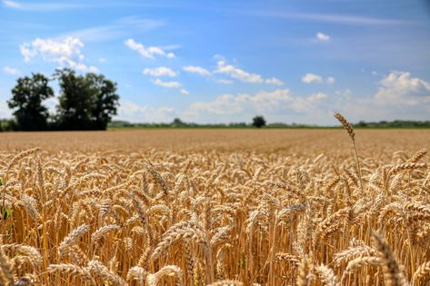 Field Wheat Grain Sky, #Wheat, #Grain, #Sky, #Field Hunger Games Arena, West Art, Wheat Field, Wheat Fields, City Landscape, Print Designs Inspiration, Public Domain Images, Scenery Wallpaper, Painting Projects