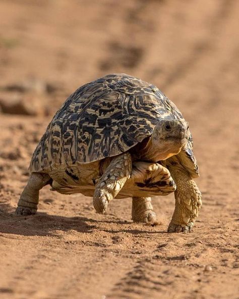 Leopard Tortoise (Stigmochelys pardalis) / Tortue léopard / Image by usha.harish.photography (Usha Harish) from instagram Tortoise Photography, Leopard Tortoise, Gecko, From Instagram, Reptiles, Tortoise, Photography, Animals, Instagram