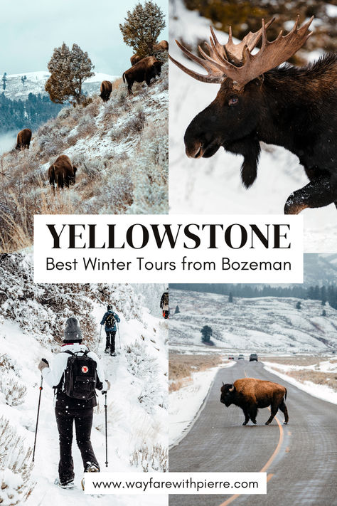 Yellowstone Winter tour from Bozeman Montana Yellowstone National Park In Winter, Yellowstone In Winter, Winter In Montana, Yellowstone Aesthetic, Jackson Hole Winter, Yellowstone Winter, West Yellowstone Montana, Montana Winter, Yellowstone Series