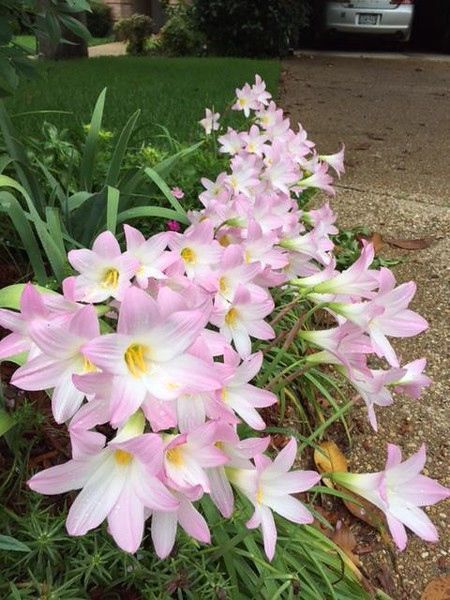 Try some easy-to-grow rain lilies in your landscape | Columnists | tylerpaper.com Pink Rain Lily Flower, Pink Rain Lily, Rain Lillies, Rain Lily Flower, Rain Lilly, Lilly Plants, Lilly Garden, Easy To Grow Flowers, Canna Lilies