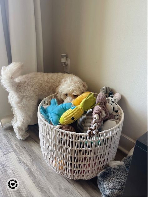 Dog Toy Storage Aesthetic, Modern Dog Toy Storage, Dog Toy Collection, Puppy Toy Basket, Pet Toy Basket, Dog Toy Bin Ideas, Dog Toy Organizer, Dog Toy Basket Living Rooms, Dog Toy Storage Living Room