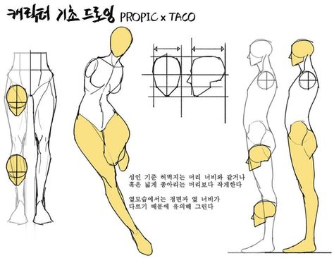 For adults’ standards, the width of the thigh is equal to the head’s; the calves should be smaller than the head. From the side, the front view and the side width are different, so keep that in mind. Drawing Legs, Drawing Body Poses, Anatomy Tutorial, Human Anatomy Drawing, Anatomy Poses, Body Anatomy, Anatomy Drawing, Figure Drawing Reference, Body Drawing