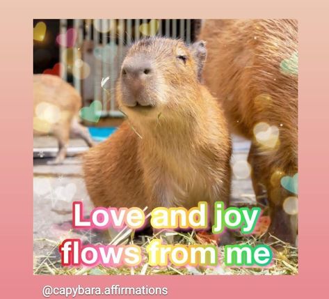 Capybara Widget, Capybara Affirmations, Affirmations, Vision Board, Quotes, Animals, Quick Saves