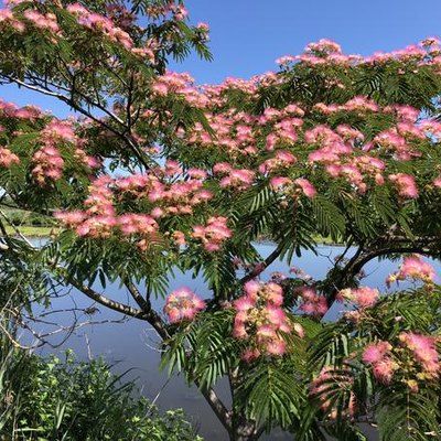 Chocolate Mimosa Tree, Mimosa Plant, House Conservatory, Water Hemlock, Persian Silk Tree, Mimosa Tree, Albizia Julibrissin, Florida Garden, Golden Bamboo