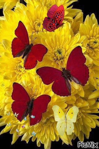 norma mazzucco Flowers Butterfly, Butterfly Pictures, Red Butterfly, Butterfly Kisses, Butterfly Wallpaper, Butterfly Garden, Butterfly Flowers, Mellow Yellow, Colorful Butterflies