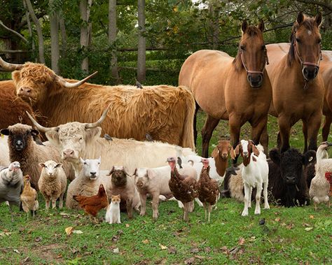 Farm Animals Pictures, Farm Family, Different Animals, Family Project, Animal Baby Shower, Hobby Farms, Farm Yard, Animal Wallpaper, Animals Images