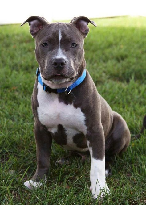 Pit Bull Puppies, Blue Nose Pitbull, Pitt Bull, Pitbull Puppy, Pitbull Puppies, Bull Terrier Dog, Staffordshire Bull Terrier, American Pitbull Terrier, Cute Dogs And Puppies