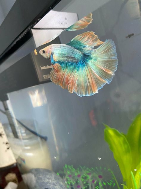 Betta Fish: New betta! https://www.flakefood.com/318035/betta-fish-new-betta/ Pretty Betta Fish, Betta Fish Bowl Ideas, Betta Imbellis, Fish Beta, Betta Fish Tank Ideas, Betta Tanks, Betta Fish Bowl, Aqua Scape, Fish Tank Terrarium