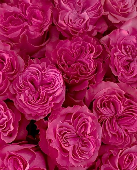 Country Blues - Hot Pink Rose Pink Wallpaper Decor, Rosé Pink Aesthetic, Flowers Dp, Rose Varieties, Hot Pink Flowers, Hot Pink Roses, Flowers For Sale, Nothing But Flowers, Purple Wallpaper Iphone