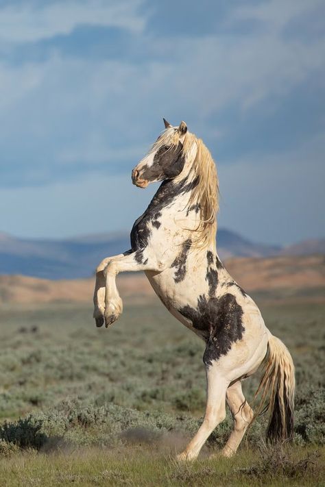 Rare Horse Breeds, Wild Horses Mustangs, Wild Horses Photography, Running Bear, Beautiful Horses Photography, Pinto Horse, Horse Inspiration, Mustang Horse, Wild Mustangs