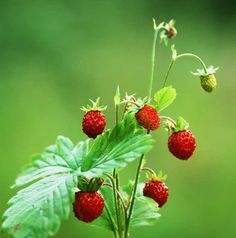 A guide to growing wild strawberries in New Zealand #food #gardening #thisNZlife Alpine Strawberries, Giant Strawberry, Strawberry Seed, Wild Strawberry, Growing Strawberries, Strawberry Plants, Wild Strawberries, Strawberry Fruit, Cute Strawberry