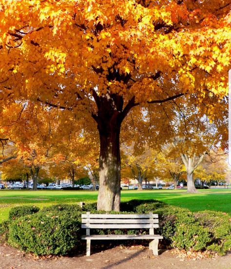 The Green in Dover during autumn Fall Foliage Road Trips, Dover Delaware, Bald Cypress, Scenic Road Trip, Yellow Tree, Scenic Roads, Autumn Scenery, Fall Day, Nature Center