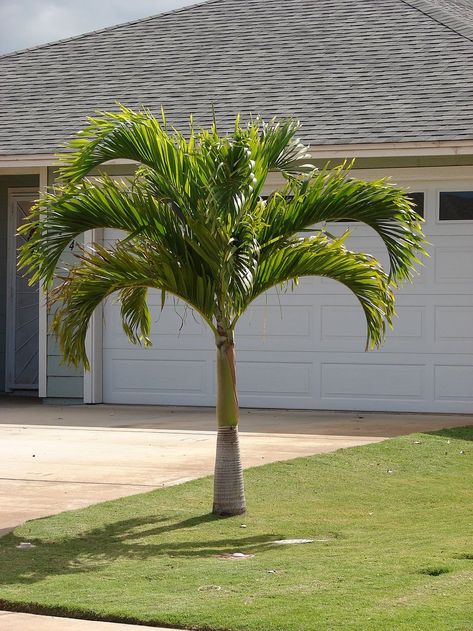 7 of the Best Palm Trees for Your Central FL Landscaping Palm Trees For Sale, Palm Trees Garden, Indoor Palm Trees, Palm Tree Pictures, Palm Trees Landscaping, Small Palm Trees, Christmas Palm Tree, Indoor Palms, Florida Landscaping