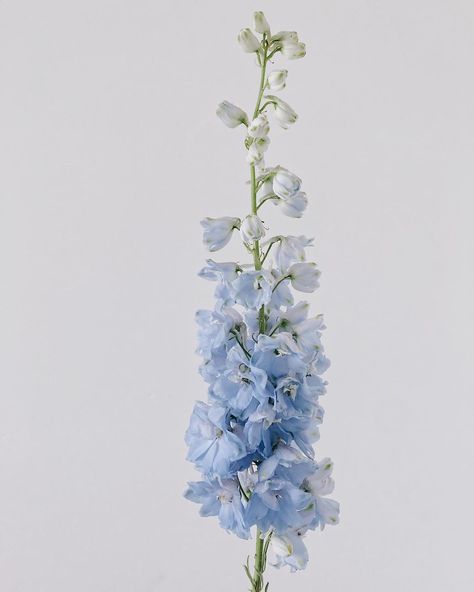 “Light blue clouds of delphiniums are a sight to behold ☁️☁️☁️ Sky Blue Delphinium, Pale Blue Delphinium, Blue Snapdragon Flowers, Blue Delphinium Aesthetic, Powder Blue Flowers, Blue Snapdragons, Beachy Breakfast, Blue Delphinium Wedding, Blue Delphinium Bouquet