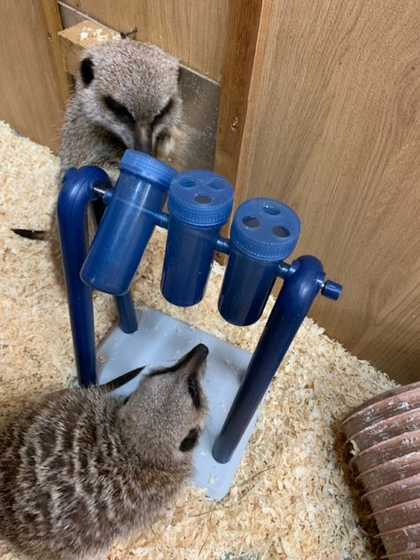 Spinning tubes for slower release of food Animal Enrichment Ideas, Meerkat Enrichment, Raptor Enrichment, Lemur Enrichment, Monkey Enrichment, Rat Enrichment, Primate Enrichment, Diy Rat Toys, Zoo Enrichment