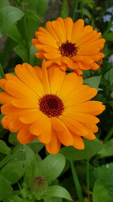 Namaqualand Daisies, October Flowers, Calendula Officinalis, Wild Flower Meadow, Strange Flowers, Calendula Flower, Good Morning Beautiful Flowers, Foam Flowers, Wild Plants