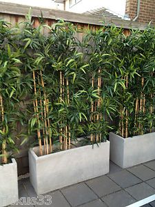 bamboo planter box great idea to cover garage wall poolside.                                                                                                                                                                                 More Dream Backyard Garden, Bamboo Planter, Privacy Plants, نباتات منزلية, Garden Walkway, Bamboo Garden, Walled Garden, Have Inspiration, Dream Backyard