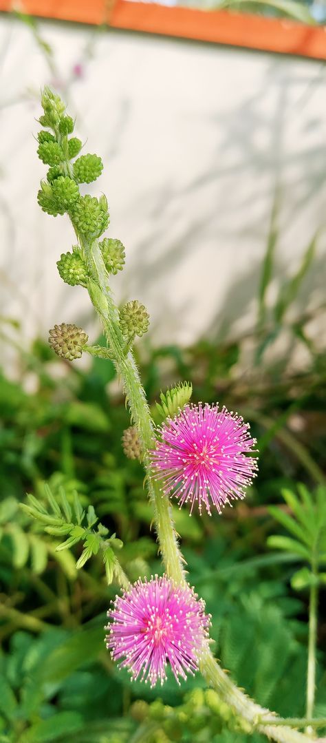 Nature, Perennials, Mimosa Pudica, Sensitive Plant, Tiktok Trends, Man Face, Baby Animals Pictures, Pinterest Aesthetic, Nature Lover